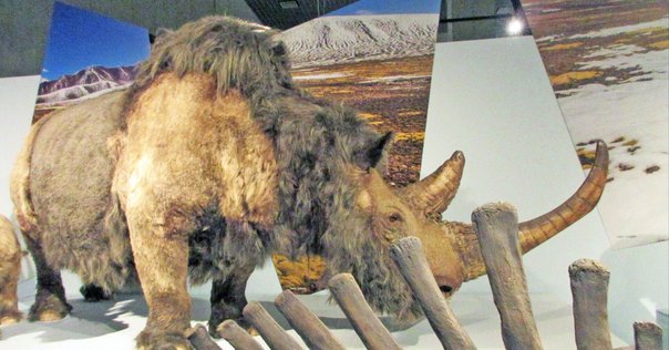 ケナガマンモス｜kiwamejapan