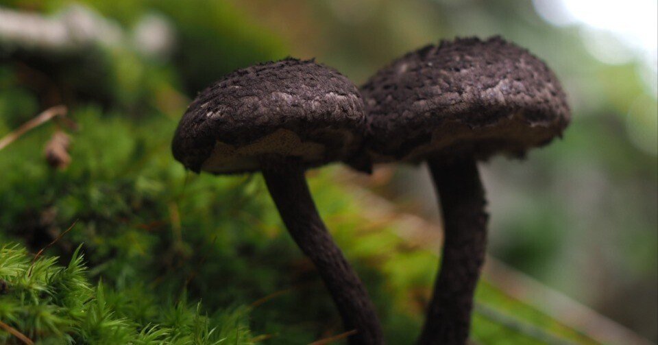 キノコが導いてくれた、本来の自分｜八須友磨