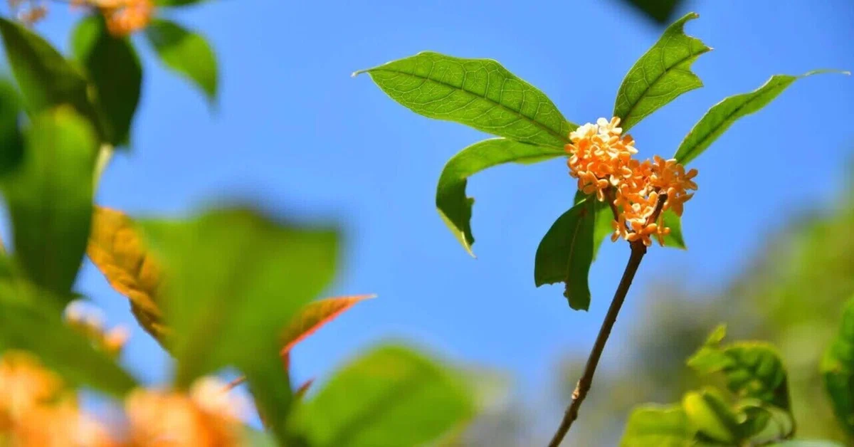 A Deep Breath in the Scent of Autumn｜estpls