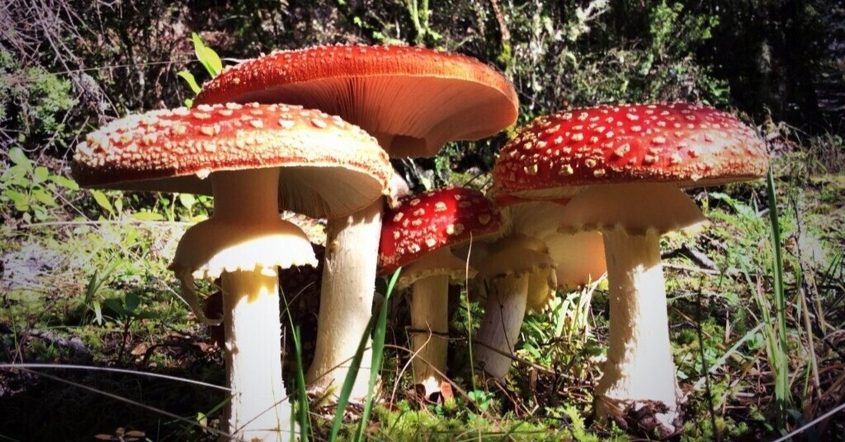 どくきのこ まつろわぬ毒きのこ｜白水 貴