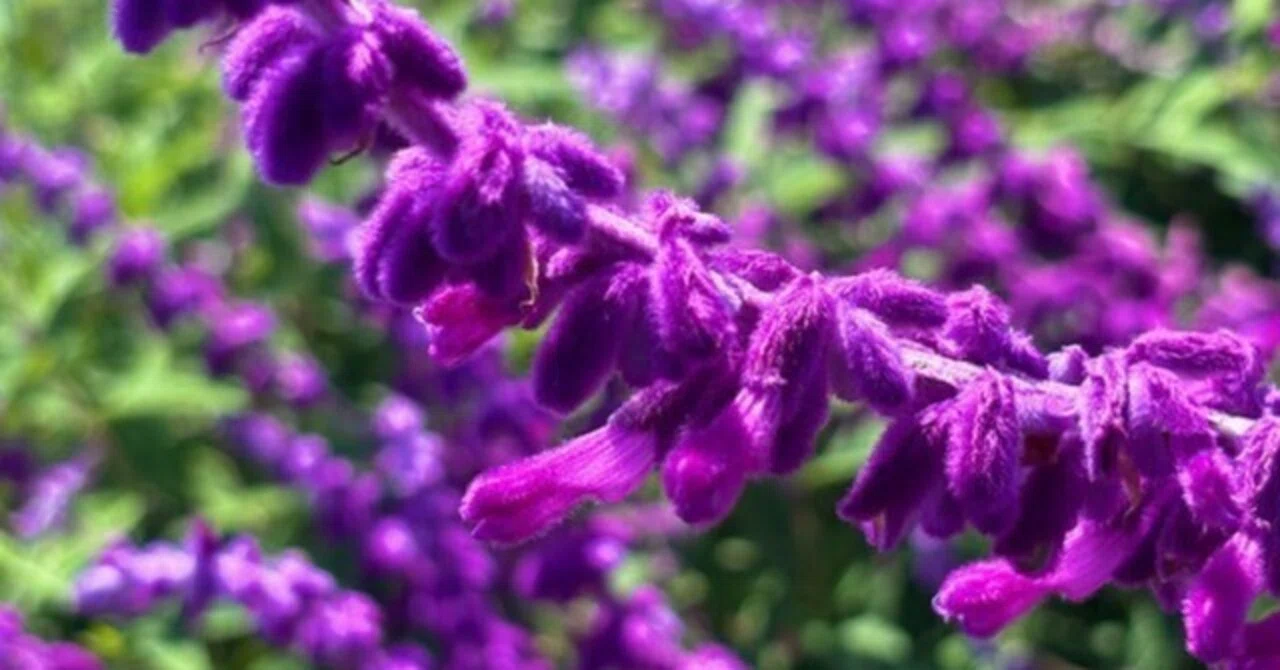 花言葉】アメジストセージ～秋を包む、ビロードの光～｜璃桜（りおう