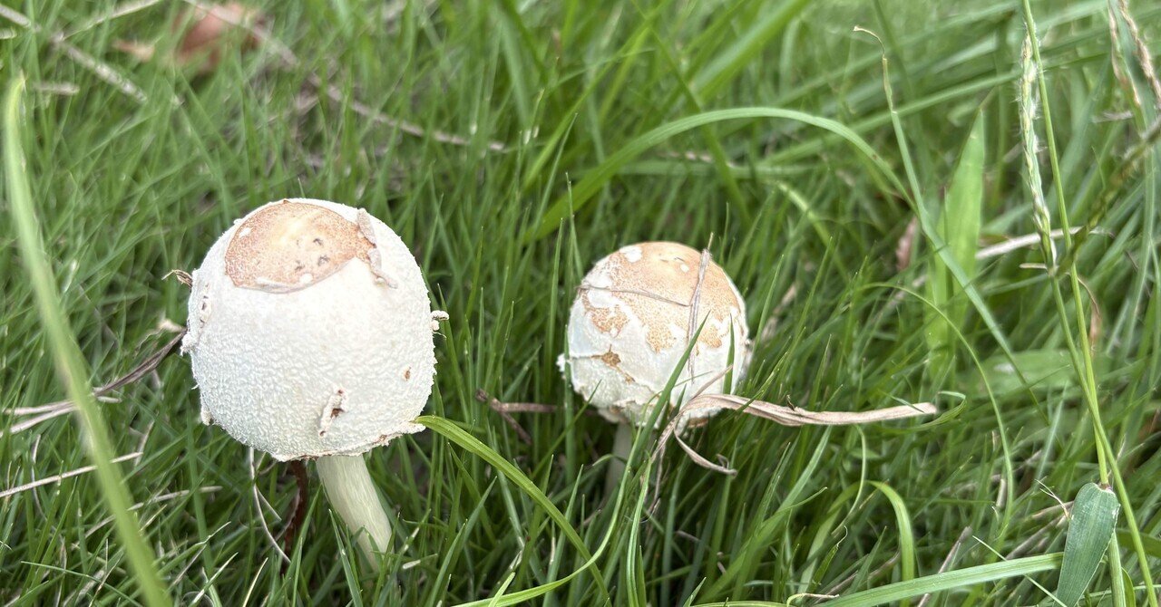 まつろわぬ毒きのこ｜白水 貴