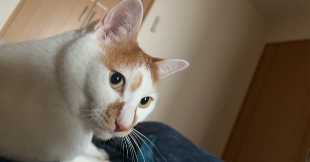 野球場図鑑／小瀬スポーツ公園野球場｜蘭兵衛