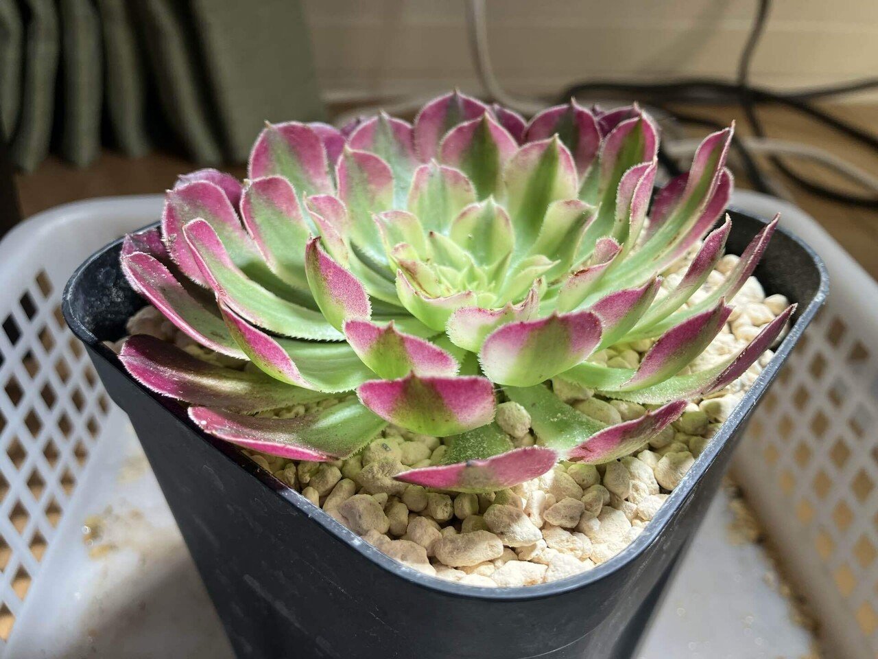 スクスク伸びる！アエオニウム！｜サキュビットくん