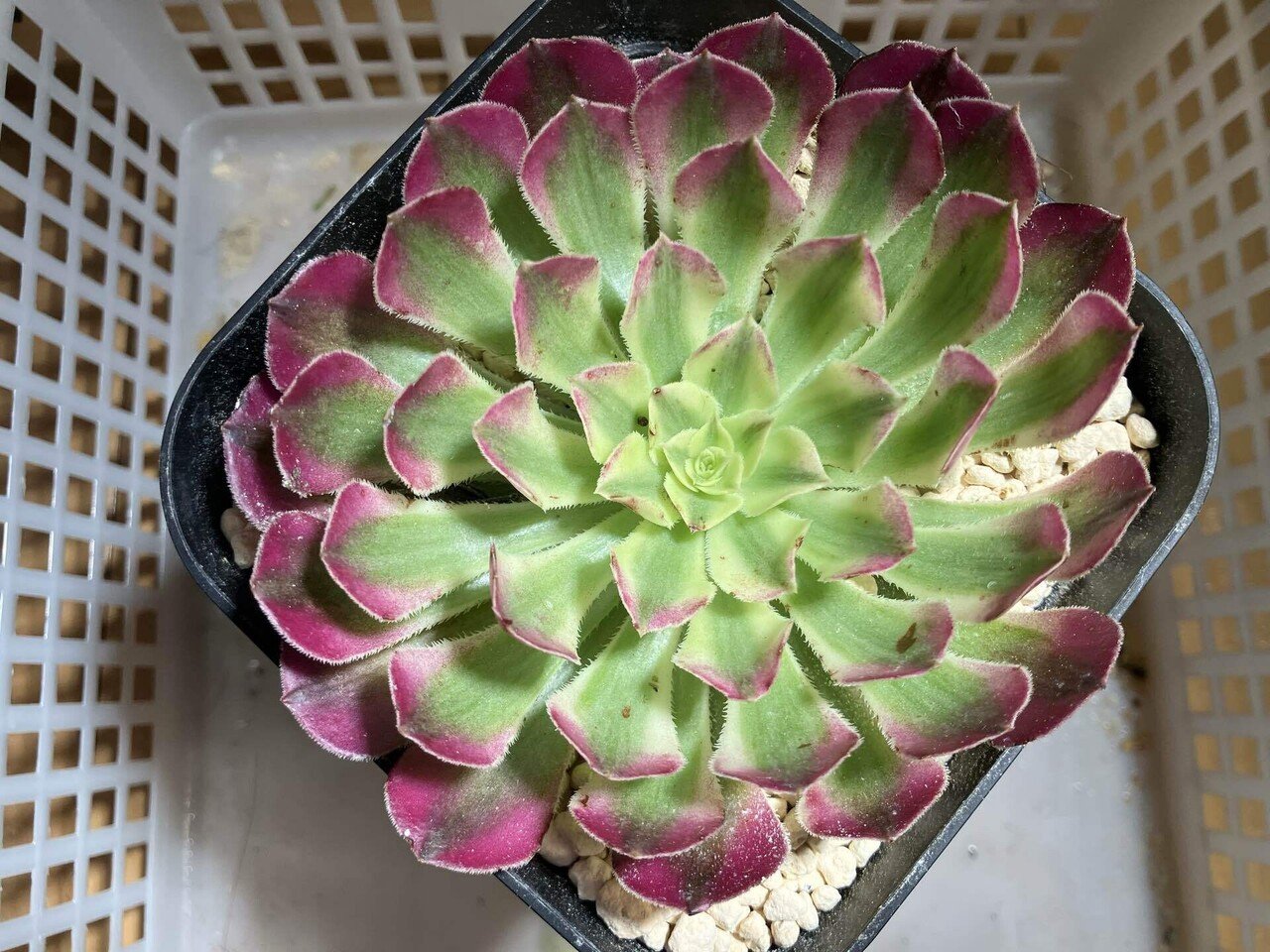 スクスク伸びる！アエオニウム！｜サキュビットくん