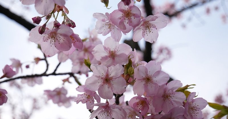 35 桜 (3)