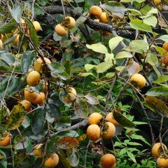 監督別・コスミック出版DVDボックス リスト｜Koji Shibuya