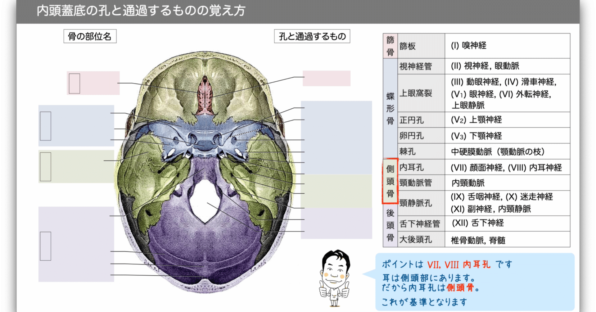 内頭蓋底の孔と通過するものの覚え方｜かずひろ先生（黒澤一弘｜解剖