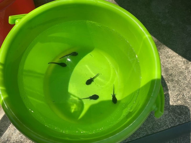 オタマジャクシ飼育16日目 4 4 サトウショウヘイ Note