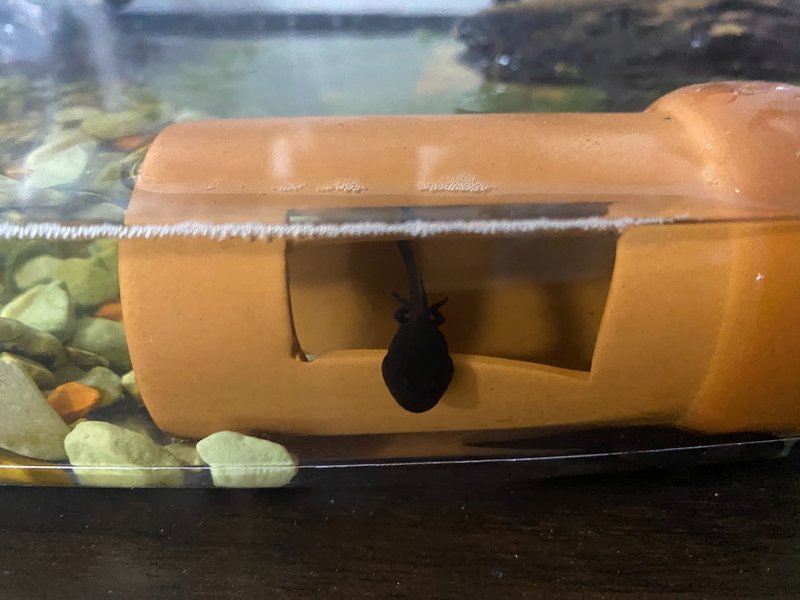 オタマジャクシ飼育16日目 4 4 サトウショウヘイ Note