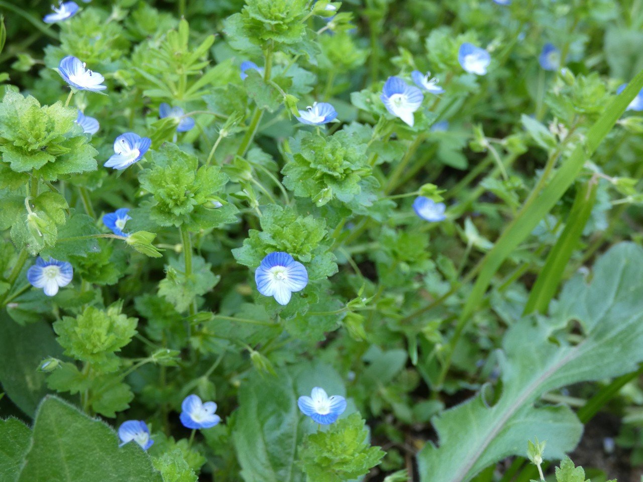 春の野花 Coronet Note