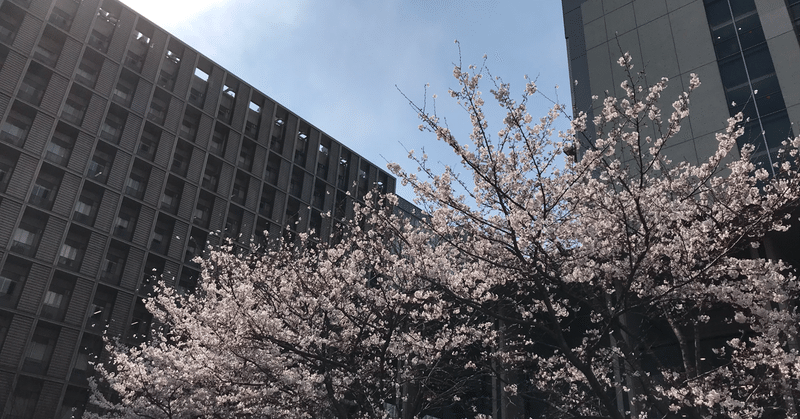 今年の桜の色は何色 しろくま Note 今年の桜の色は何色 しろくま Note
