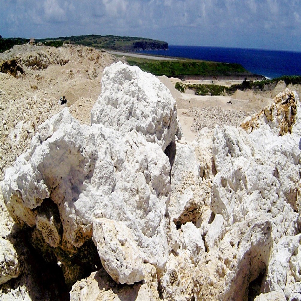 与那国島の化石サンゴが持つ驚きの力｜OCEANS FOREST WALL / 呼吸する