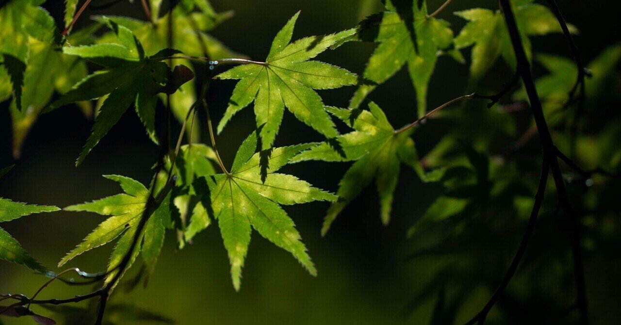 目で見るよりも写実的に | NIKKOR Z 85mm f/1.8S｜newbelt
