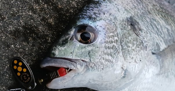 ナマズ釣り｜週末アングラー Lure Fishing Lab