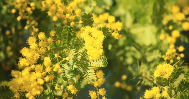 ソウルオブシベリア 公式サイト日本語版｜ソウルオブシベリア