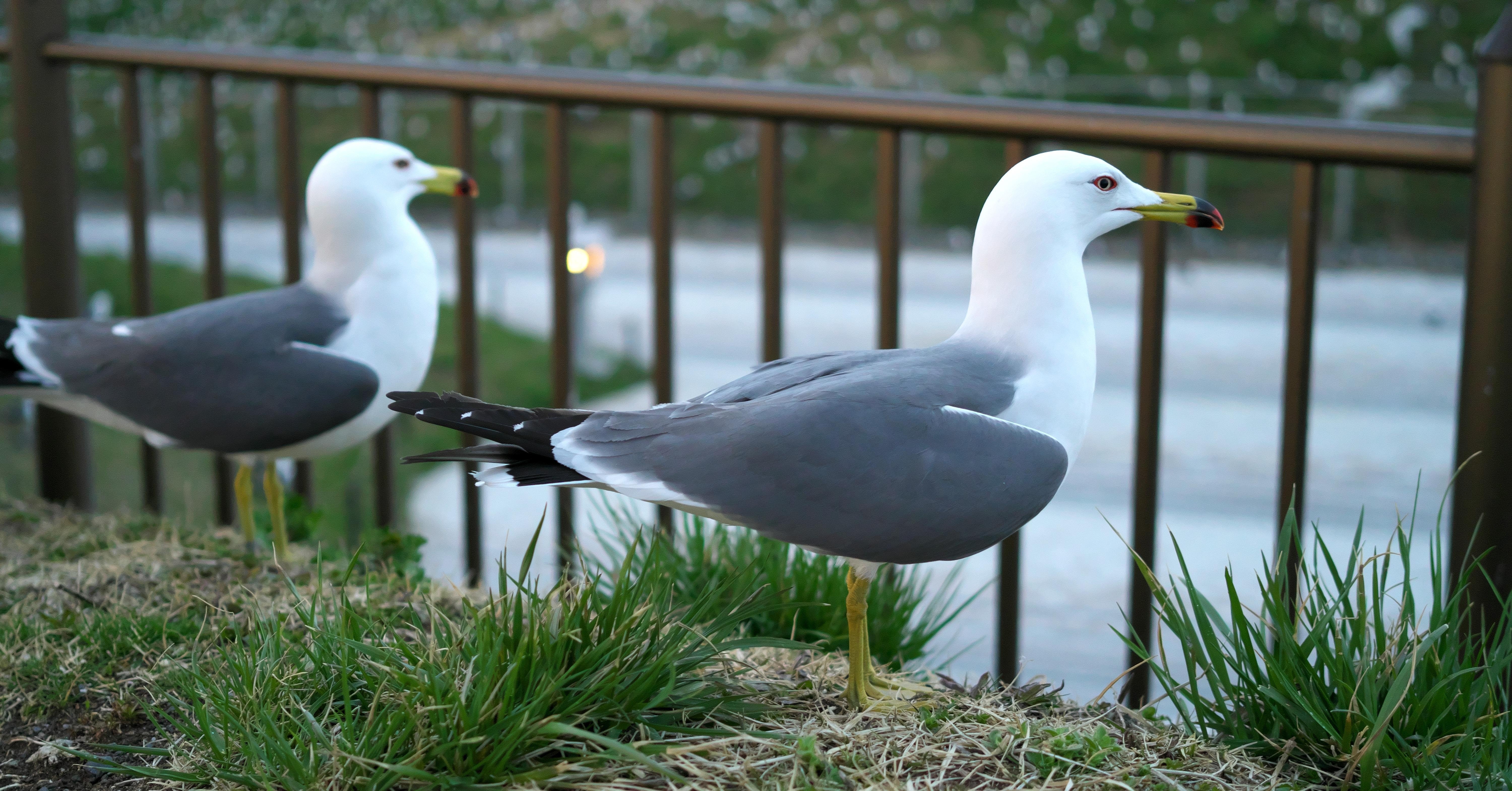 夜散歩#5 【八戸】蕪島神社 SEL35F28Z｜H.Tsugai