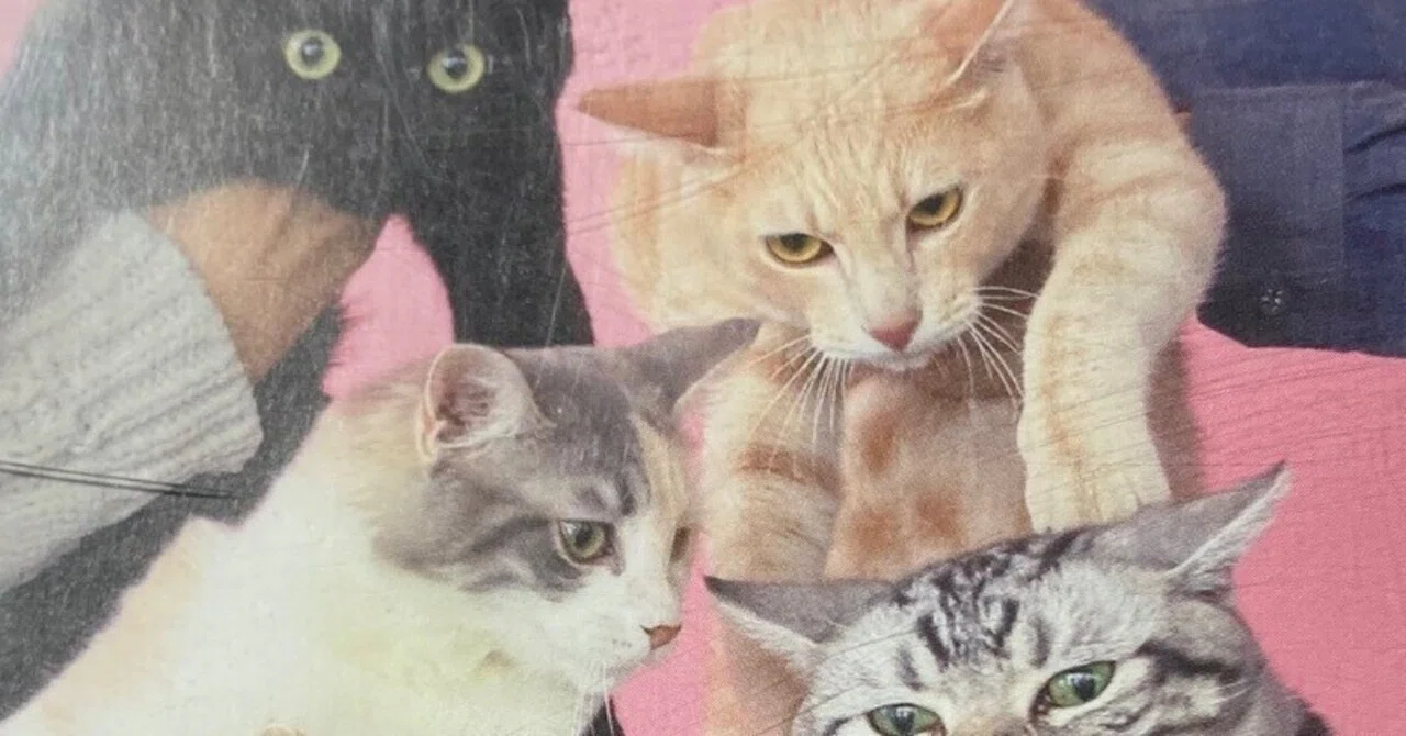 きのこ帝国 猫とアレルギー アナログ レコード きのこ帝国 – 猫とアレルギー – 2 x Vinyl (Gatefold, LP, Album + 3