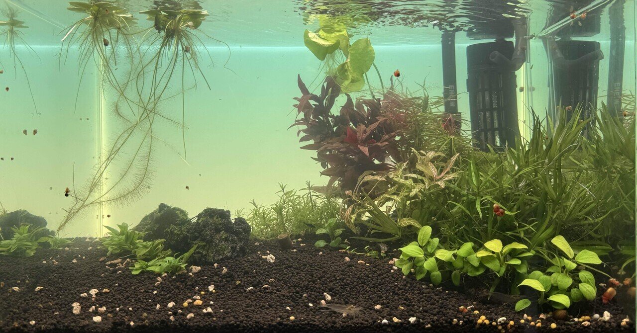 エキノドルス　ビッグベアー　特大株 楽天市場】（水草）エキノドルス ビッグベアー 東南便（水上葉