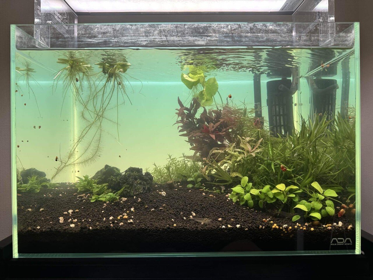 水草水槽レイアウト変更｜ケイ