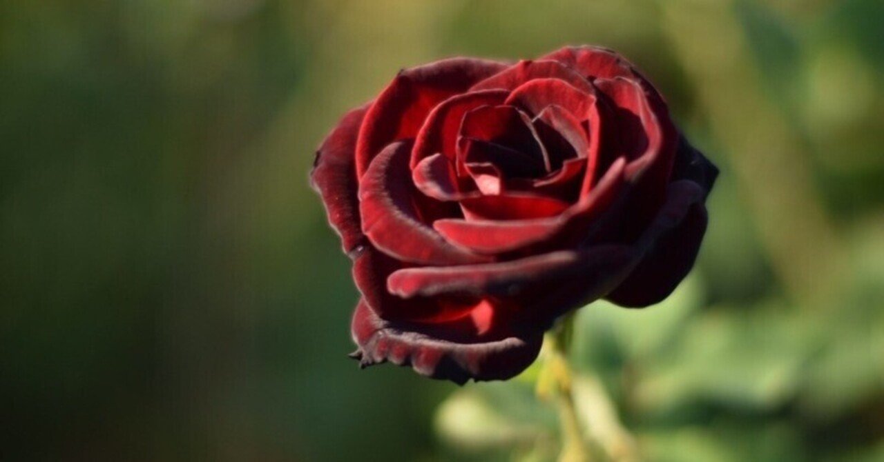 ウードアンフィニ / ドゥシタ｜Q