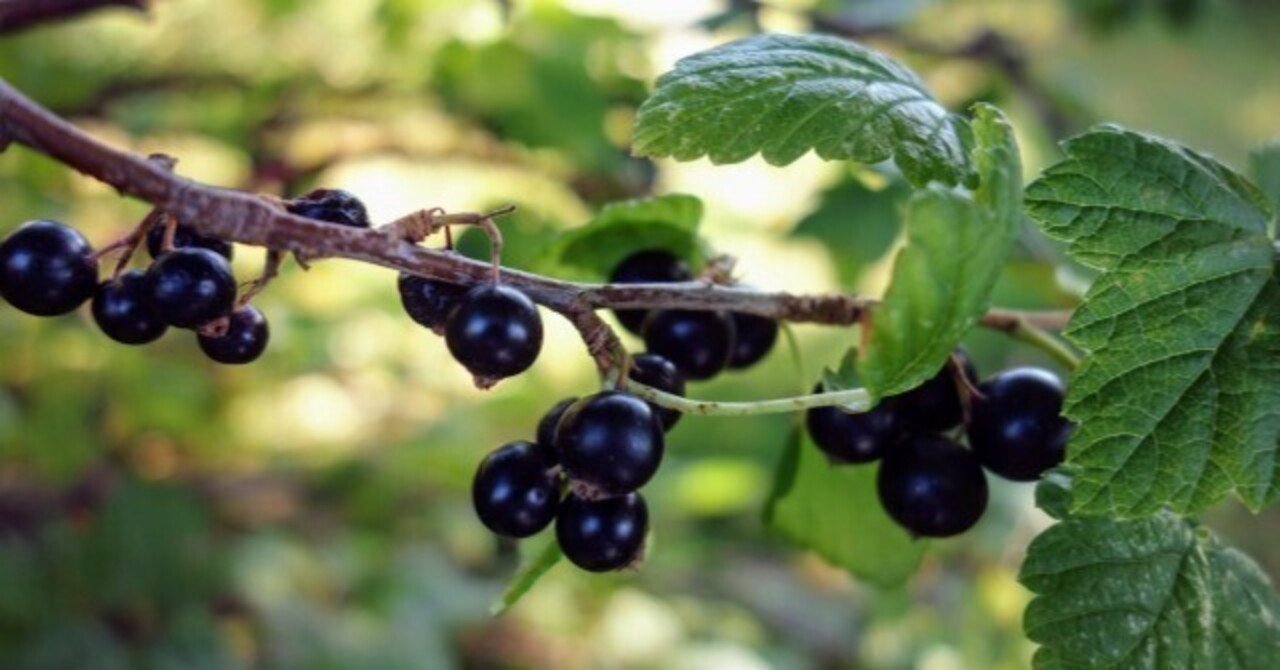 マティエール ノワール / ルイ ヴィトン｜Q