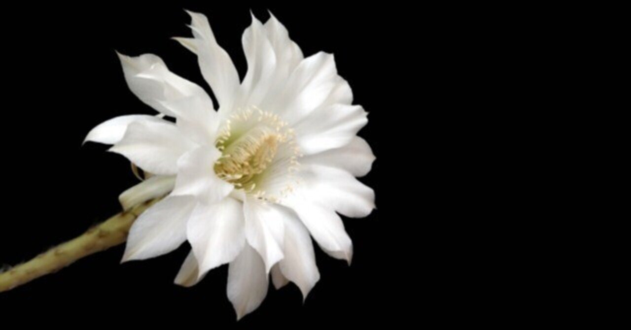 カクタス アスール / フエギア1833 ｜Q