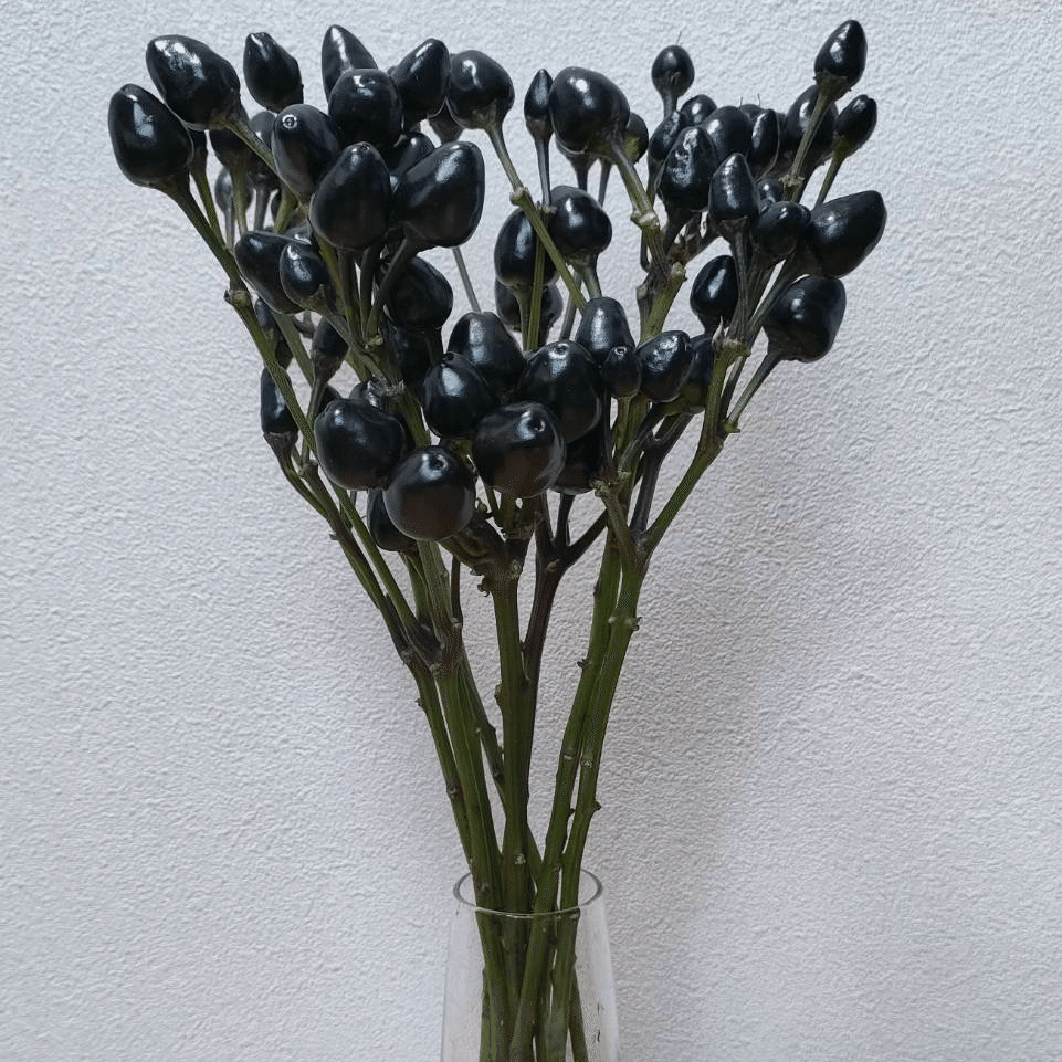 ドライフラワー❇️コニカルブラック❣️唐辛子とアンバーナッツ トウガラシ コニカルブラック｜seren1023