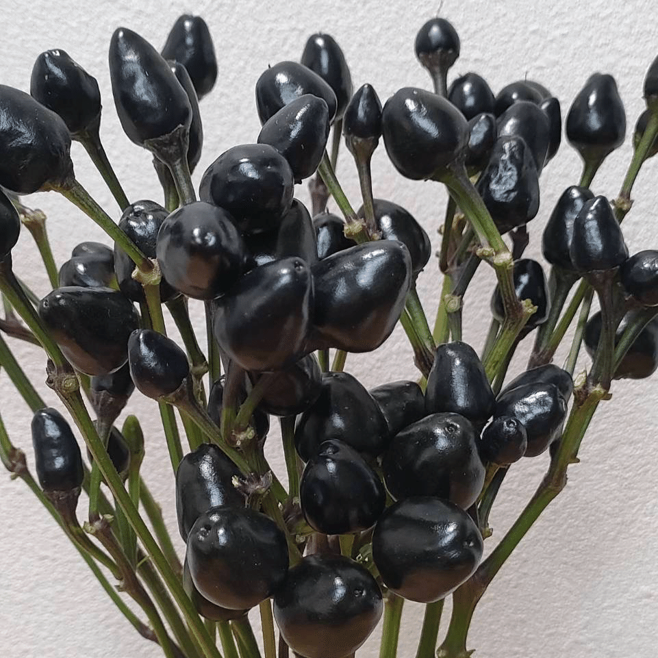 トウガラシ コニカルブラック｜seren1023