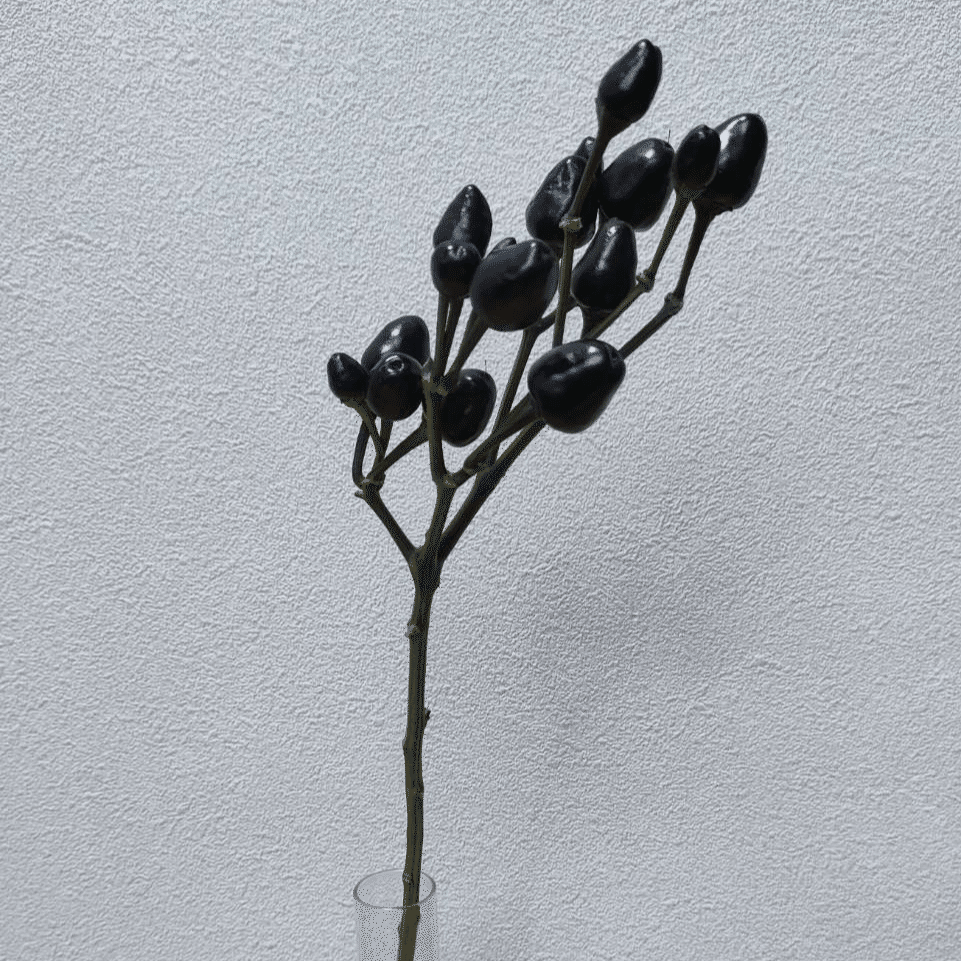 トウガラシ コニカルブラック｜seren1023