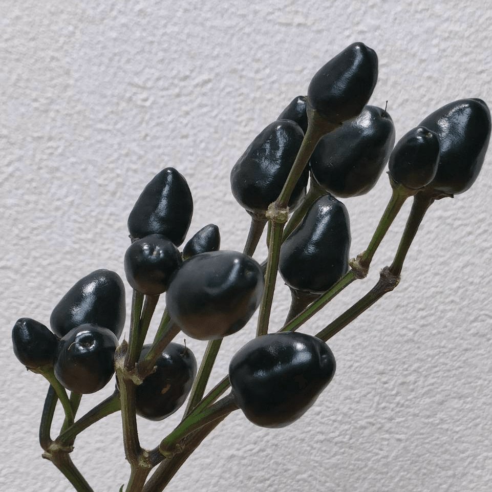 ドライフラワー❇️コニカルブラック❣️唐辛子とアンバーナッツ ドライフラワー❇️コニカルブラック❣️唐辛子とアンバーナッツ