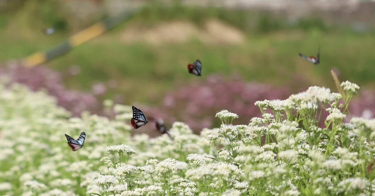 🦋アサギマダラ の浪漫飛行🦋｜白夜草🌱