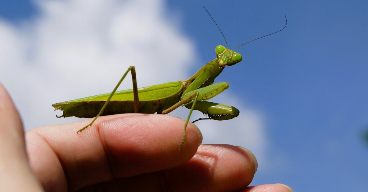 オータニ昆虫館　カマキリダーター オータニ昆虫館 カマキリダーター