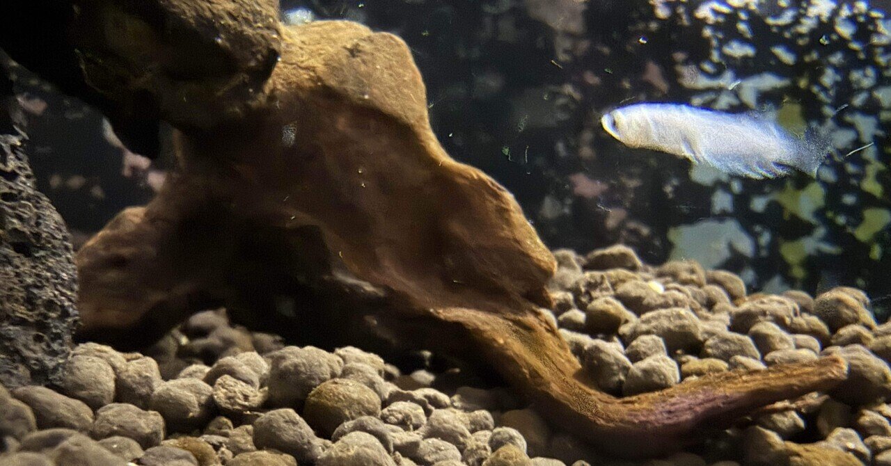 エキノドルス　ビッグベアー　特大株 エキノドルス ビッグベアー 特大株 エキノドルス・ビッグベアー