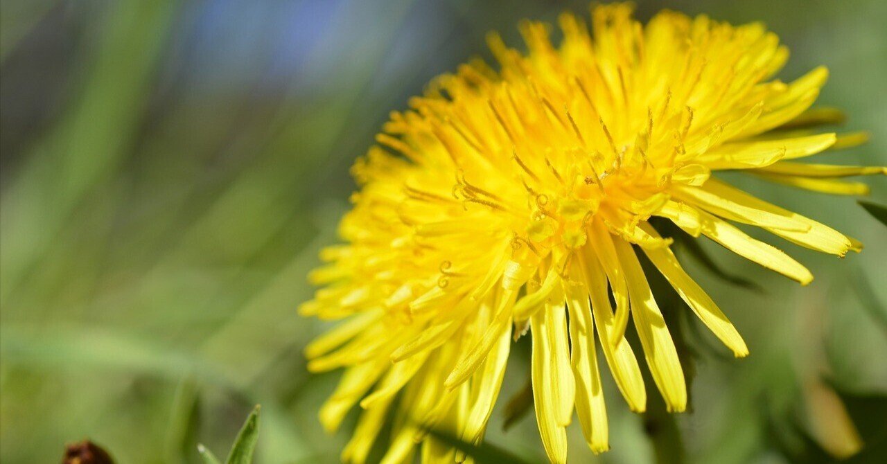 たんぽぽ | 道ばたに宿る、風とともに生きる野の知恵｜Fioria｜花と
