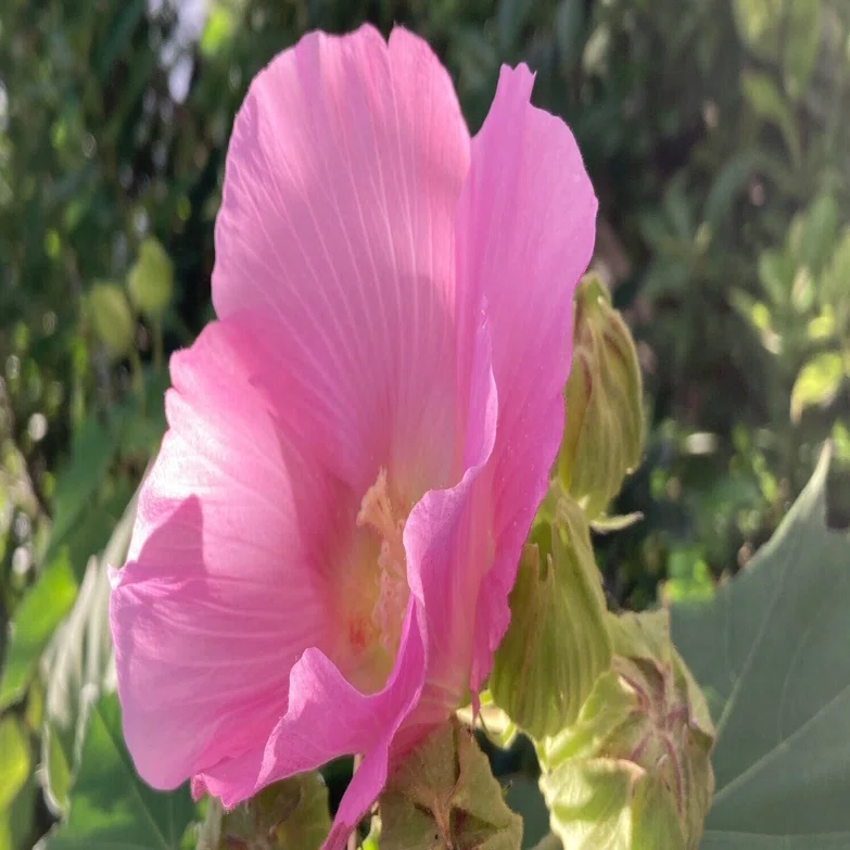 芙蓉の花 写真日記｜のりこの シックスリッチ