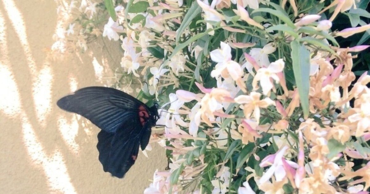 フエギア ムスカラジャスミナム Muskara Jasminum｜ムスカラ