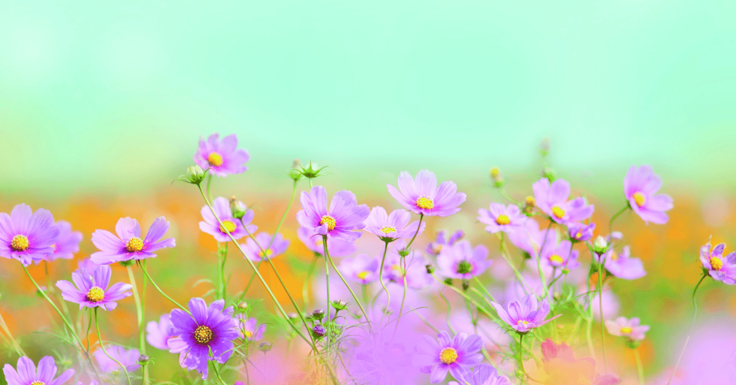 秋桜（コスモス）：10月のいぶきー日常に咲く、小さな宇宙｜Hiragana