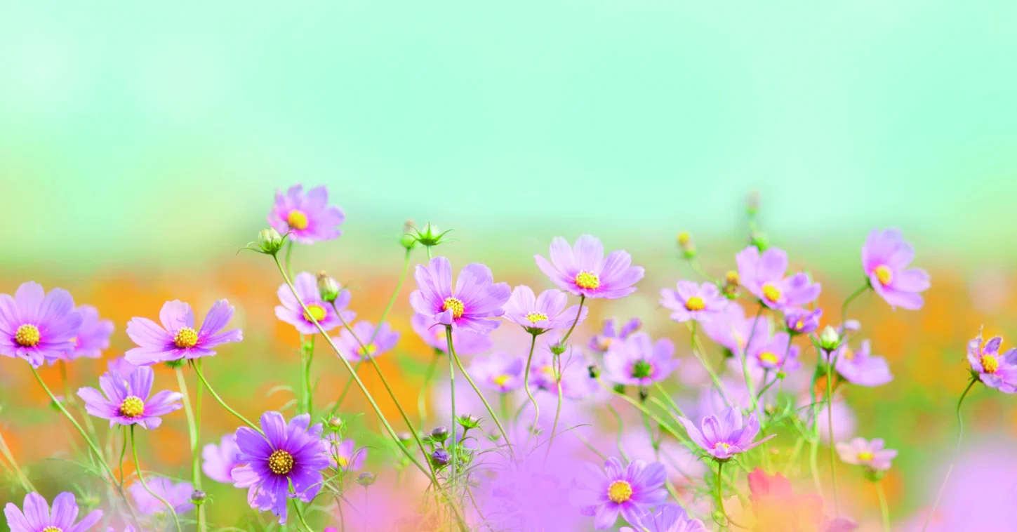 秋桜（コスモス）：10月のいぶきー日常に咲く、小さな宇宙｜Hiragana