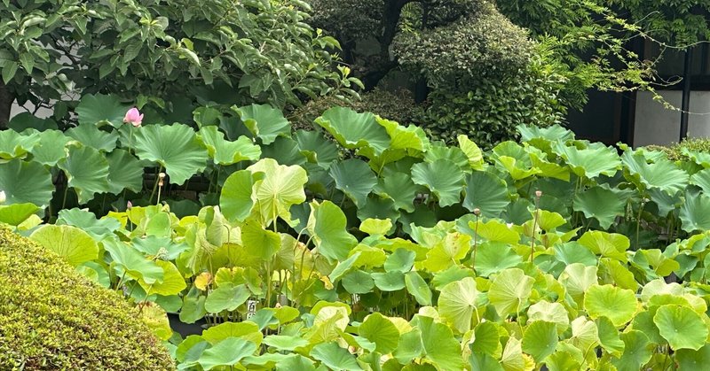 どくだみちゃん と ふしばな｜吉本ばなな｜note