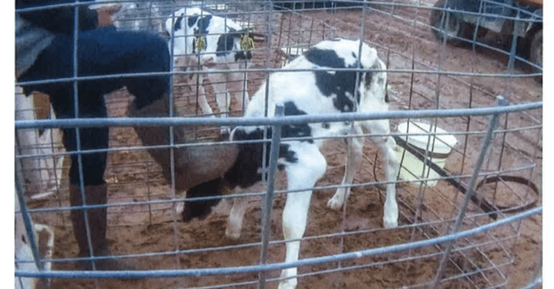 秘密の映像が コカコーラ系列の酪農場で子牛に行われた虐待を明らかにします Secret Footage Exposes Abuse Of Calves At Coca Cola Affiliated さくら Note