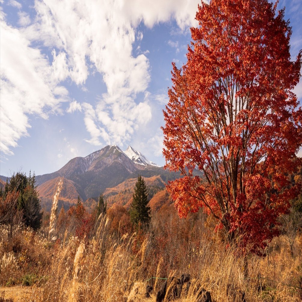 大カエデが彩る乗鞍高原の秋｜歩治の高原 のりくら観光協会公式 note