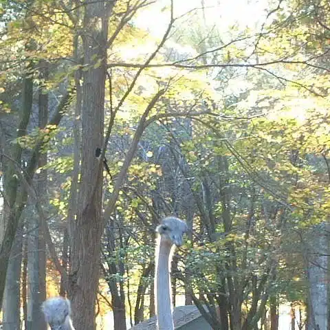 めがね