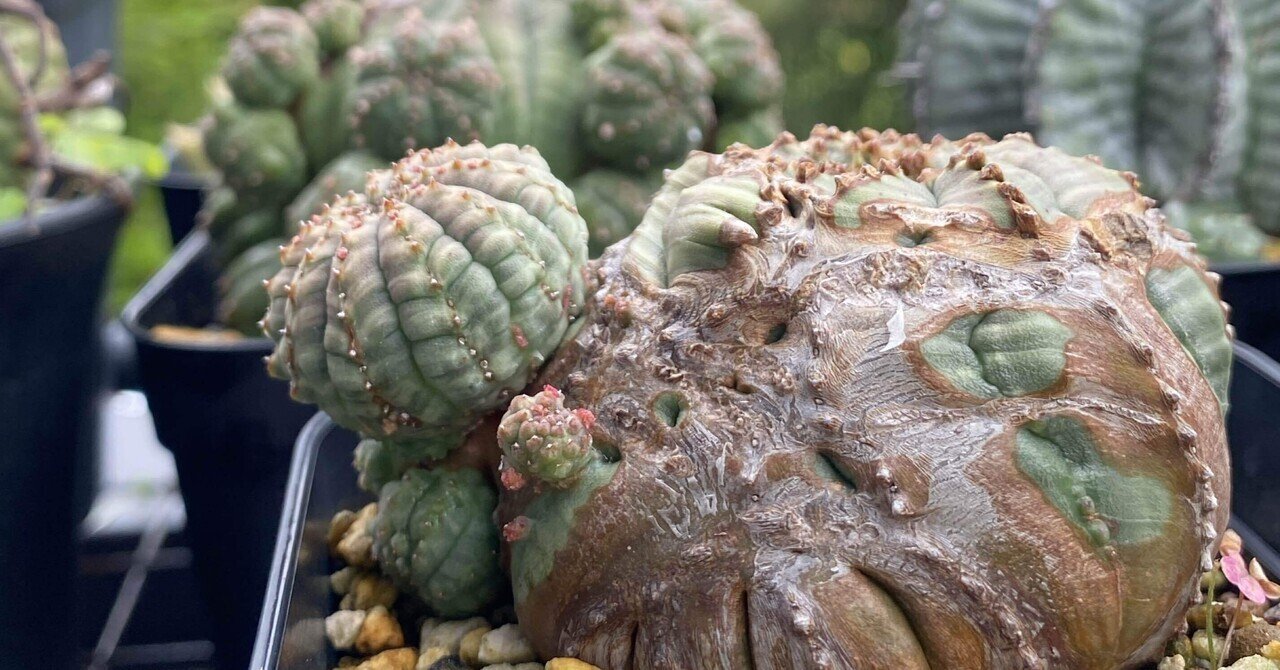 たくさんの良型ユーフォルビア オベサが群がる。高密度 群生