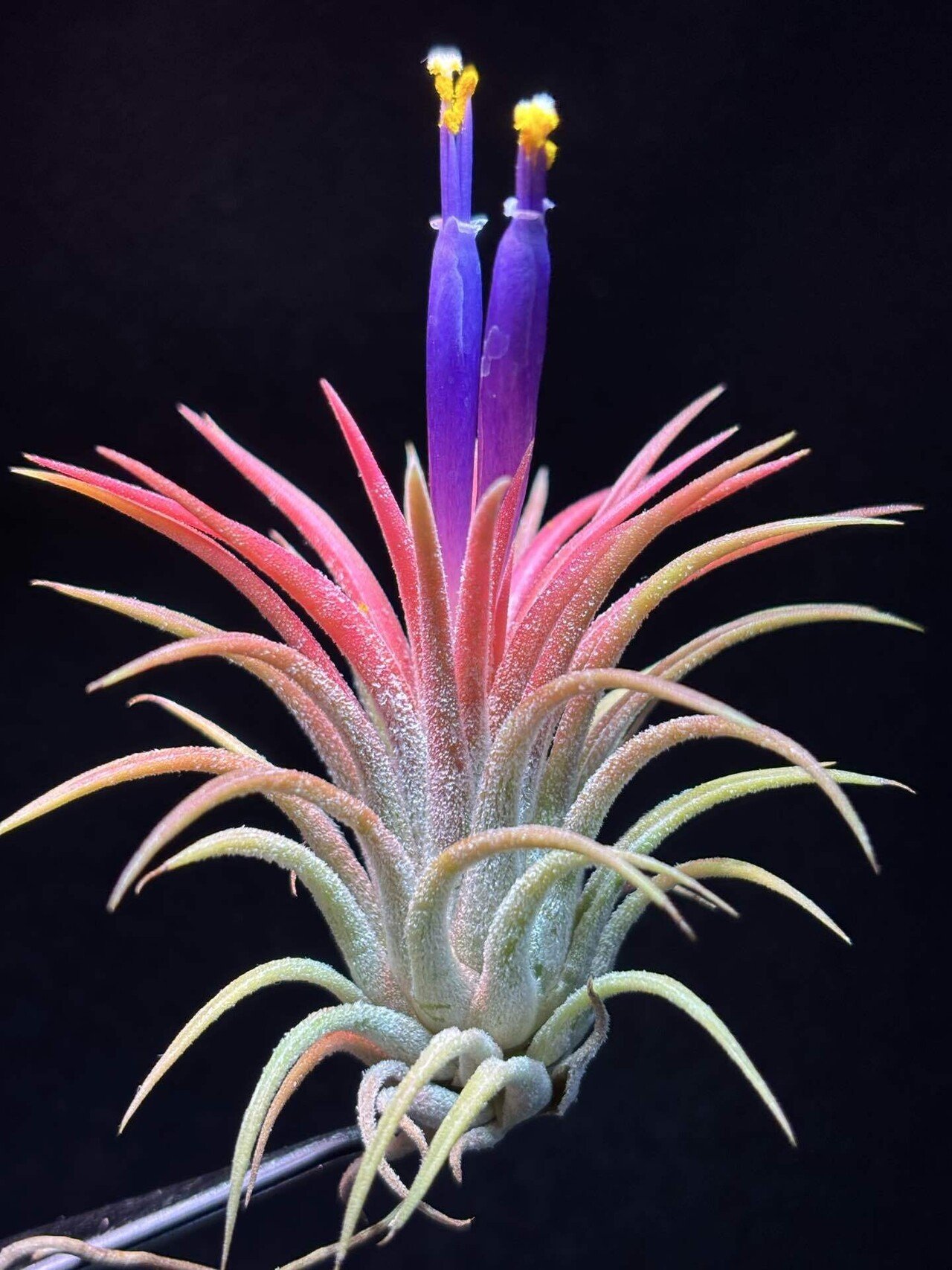 ブロメリア・エアープランツ ionantha 'Orange Blush' ブロメリア・エアープランツ ionantha 'Orange Blush' ブロメリア