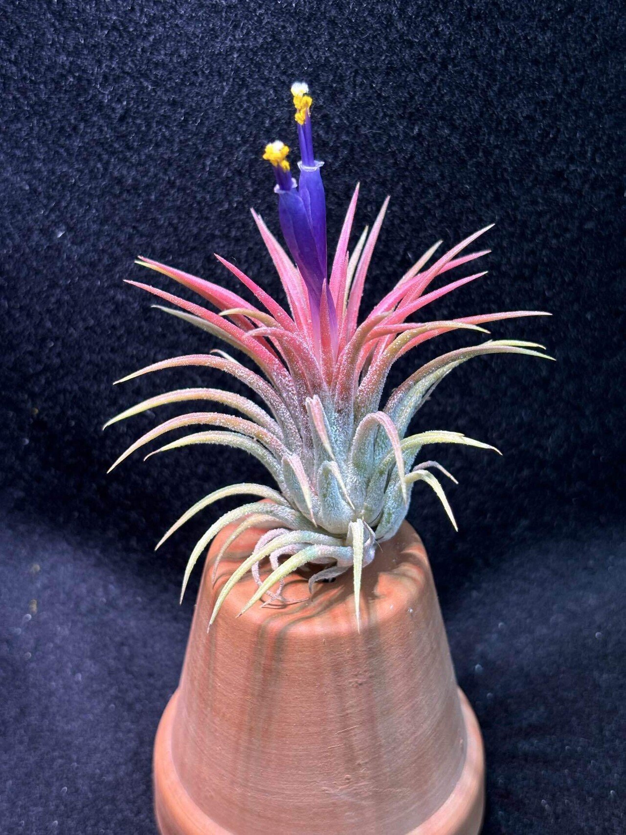 ionantha 'Orange Blush' オレンジ ブラッシュ