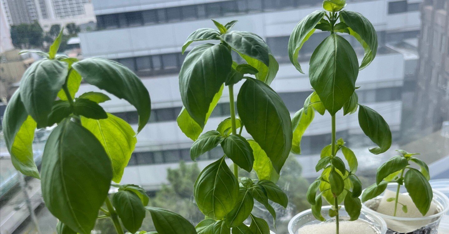 バジル🌿水耕栽培🔰｜Natsumi