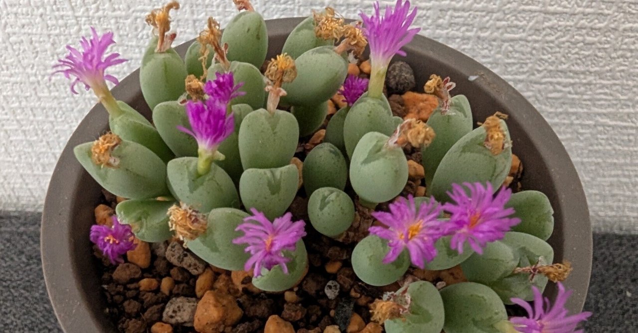 コノフィツムに花が咲きました②｜栽培したいゆ