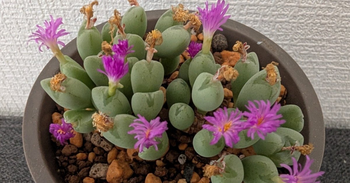 コノフィツム 自分育っているコノフィツム 記録写真 コノフィツム 自分育っているコノフィツム 記録写真