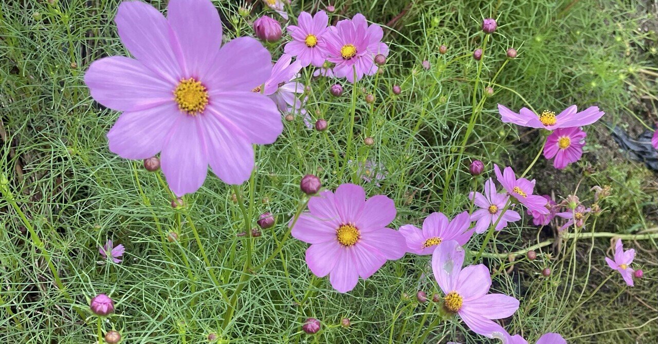 コスモスがかれこれ4ヶ月咲き続けている話｜福岡 切り花農家｜タカセ
